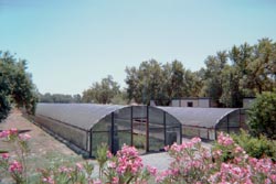 greenhouse