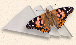 individual release box for butterfly release