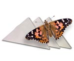 painted lady on individual release box
