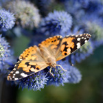 painted lady butterfly release inexpensive