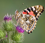 painted lady butterfly on thistle for releasing at funeral, memorial, and wedding