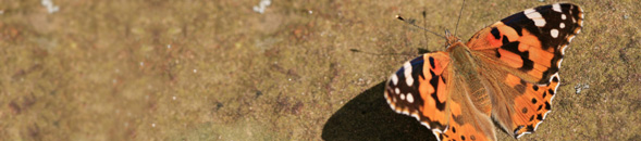 low priced painted lady butterflies for cheap butterfly release