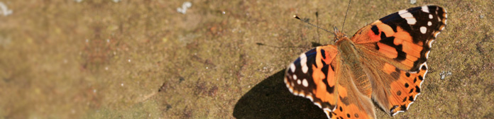 inexpensive painted lady butterfly cheap butterfly release