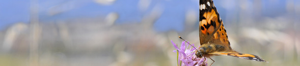 best priced painted lady butterfly release for funerals, weddings, and memorials.