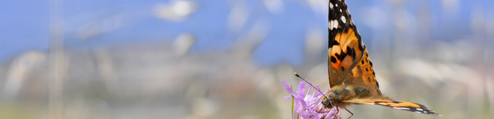 painted lady butterfly release